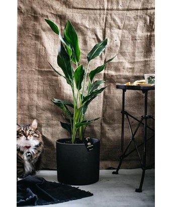 Starliçe 80 cm - Antrasit Saksıda iTHAL